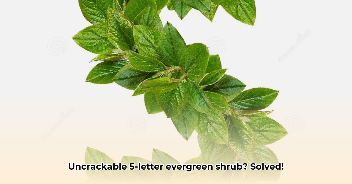 altijd-groene-heester-5-letters